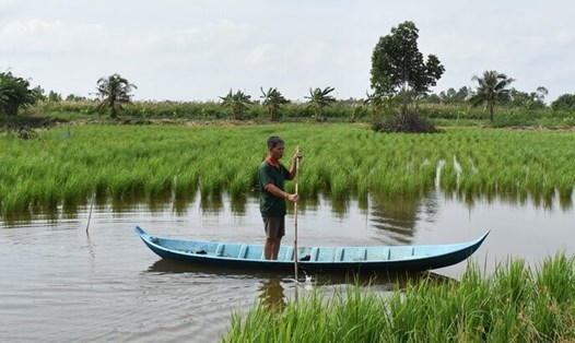 Người dân xã Phú Mỹ huyện Phú Tân, tỉnh Cà Mau cấy lúa trên đất chuyên nuôi tôm, hi vọng sẽ được chuyển đổi mô hình lúa - tôm. Ảnh: Nhật Hồ