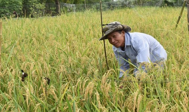 Diện tích lúa trên đất nuôi tôm tỉnh Cà Mau đang tăng cao. Ảnh: Nhật Hồ