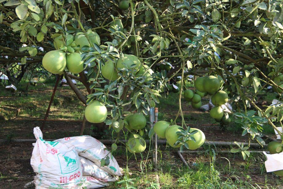 Từ thành công của những người nông dân, tạo ra những trái bưởi thơm ngon. Những năm gần đây, thành phố Tân Uyên đã tổ chức nhiều hoạt động để kích cầu tiêu dùng và làm thương hiệu cho trái bưởi Bạch Đằng.