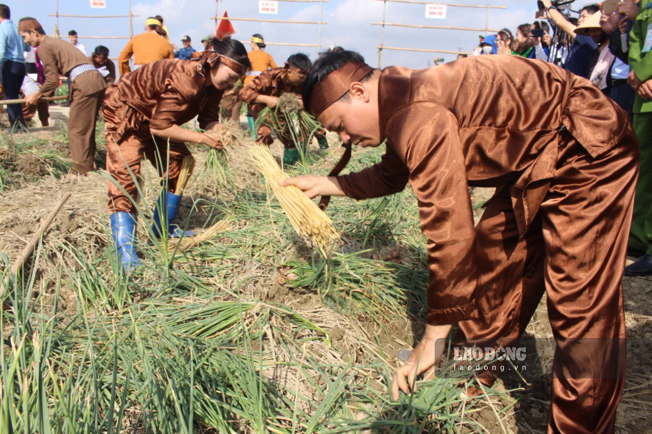 Mùi hành, tỏi thơm nồng cùng với mùi đất ngai ngái càng khuấy động hơn nữa bầu không khí tại Hội thi thu hoạch hành, tỏi. Trên bờ trống đập liên hồi, dưới ruộng các thành viên trong đội thi càng nhanh tay nhổ hành, rũ đất, bó hành.