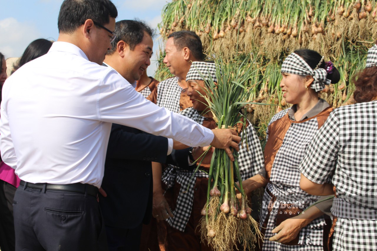 Cuộc thi thu hoạch hành, tỏi không chỉ tạo không khí sôi nổi cho Lễ hội thu hoạch hành, tỏi thị xã Kinh Môn mà còn giúp người dân và du khách được trải nghiệm, hiểu hơn về văn hóa trong sản xuất nông nghiệp Việt Nam nói chung và quy trình sản xuất, thu hoạch hành, tỏi nói riêng. Bà Nguyễn Thị Hải (Kinh Môn, Hải Dương) cho biết: “Gần 70 năm tôi sống ở đất hành, tỏi, nhưng đây là mùa hành, tỏi đầu tiên có lễ hội và là mùa đầu tiên người dân Kinh Môn vui đến vậy. Tôi cũng như mọi người đều mong lễ hội thành công sẽ mang tới nhiều cơ hội tốt hơn cho hành, tỏi Kinh Môn”.