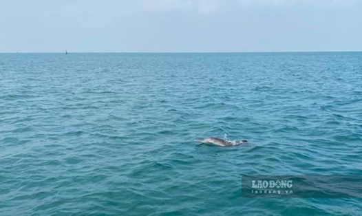 Cá heo kiếm mồi tại vùng biển Cô Tô. Ảnh: Khuất Tuấn Anh