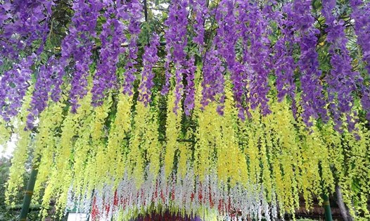 Khu di tích quốc gia đặc biệt Kim Liên rực rỡ sắc hoa. Ảnh: Quang Đại