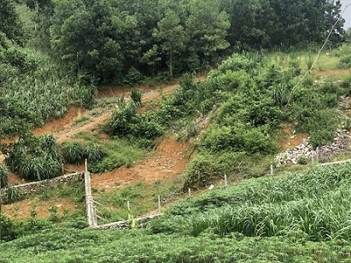 Khu đất khai hoang tại xã Yên Bài, huyện Ba Vì. Ảnh: Cao Nguyên. 