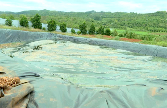 Khu vực xử lý nước thải của trang trại chăn nuôi heo ở xã Đắk Ru, huyện Đắk R'lấp. Ảnh: Bảo Lâm
