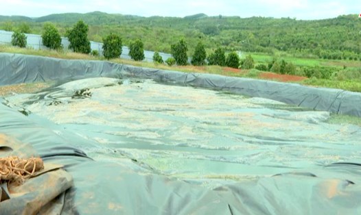 Khu vực xử lý nước thải của trang trại chăn nuôi heo ở xã Đắk Ru, huyện Đắk R'lấp. Ảnh: Bảo Lâm
