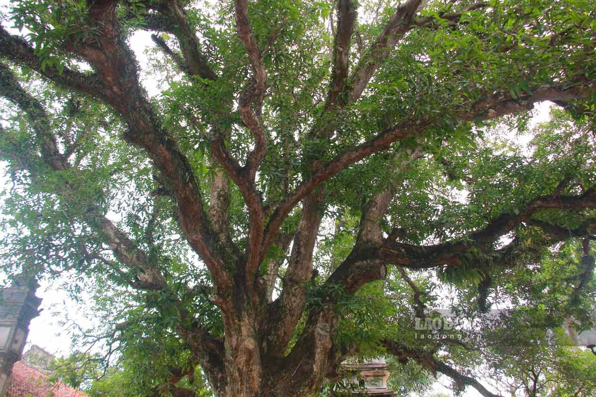 Tuy đã trải qua hơn 320 năm, nhưng hai cây Muỗm trong khuôn viên chùa Phổ Minh vẫn sinh trưởng và phát triển tốt; quả sai trĩu, ngọt bùi.