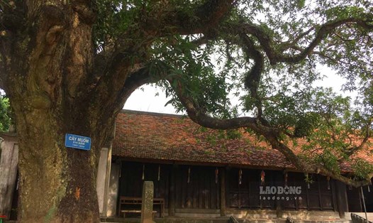 Hai cây muỗm cổ thụ xanh tốt, bề thế tại ngôi chùa gần 800 năm ở Nam Định. Ảnh: Lương Hà