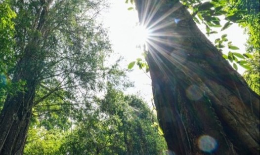 Khu rừng thông Núi Voi với những cây thông đỏ hàng ngàn năm tuổi. Ảnh: Minh Nhật