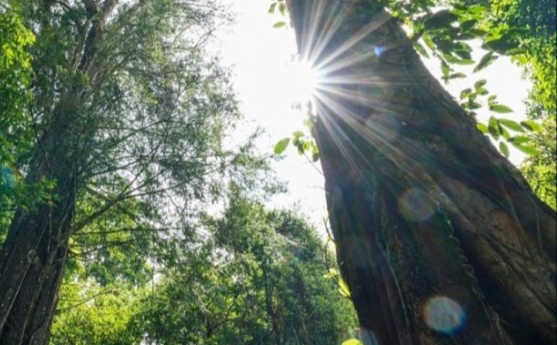 Khu rừng thông Núi Voi với những cây thông đỏ hàng ngàn năm tuổi. Ảnh: Minh Nhật