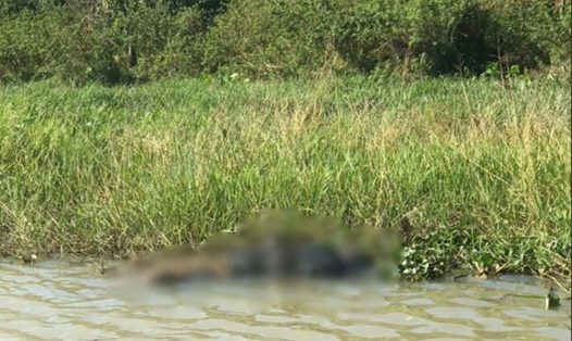 Hiện trường người dân phát hiện thi thể người phụ nữ trôi dạt trên sông Sêrêpốk chảy ngược. Ảnh: Người dân cung cấp