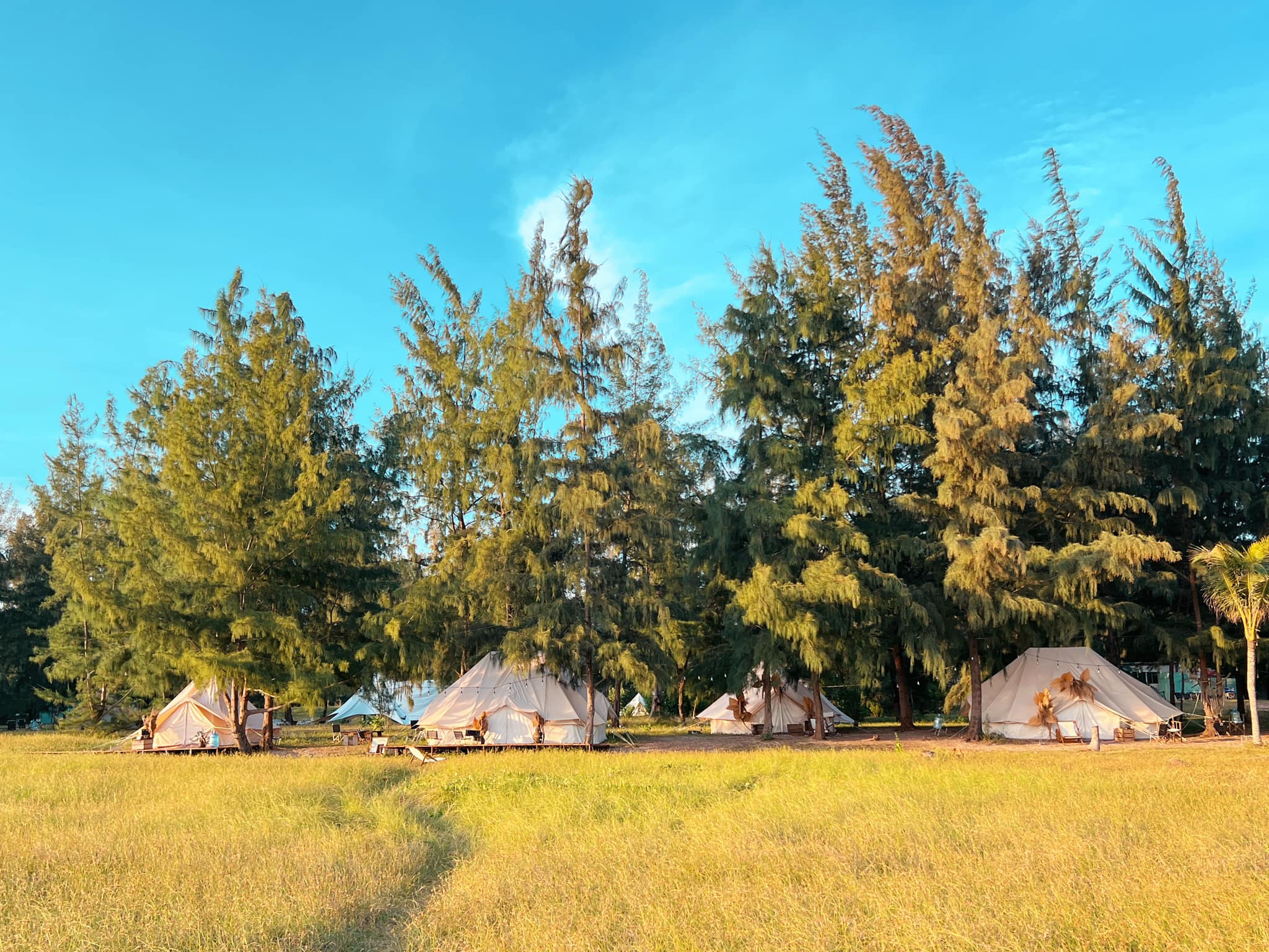 Lều view biển nằm cạnh hàng dương xanh rì. Ảnh: di bui camping