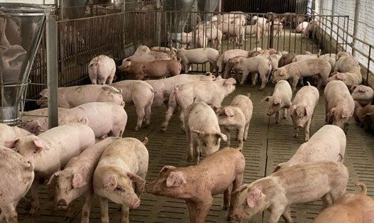Các trang trại chăn nuôi lợn tại Đồng Nai gặp nhiều khó khăn, phải gồng lỗ. Ảnh: Hà Anh Chiến
