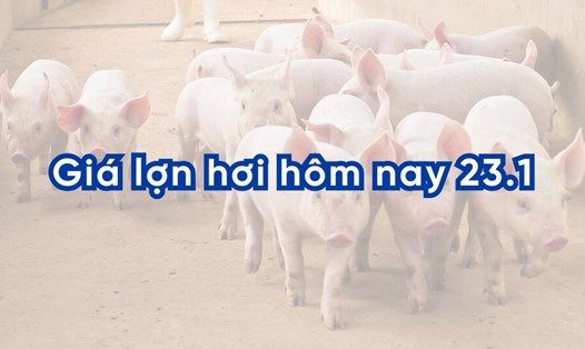 Giá lợn hơi hôm nay 23.1: Tăng giảm trái chiều tại các tỉnh
