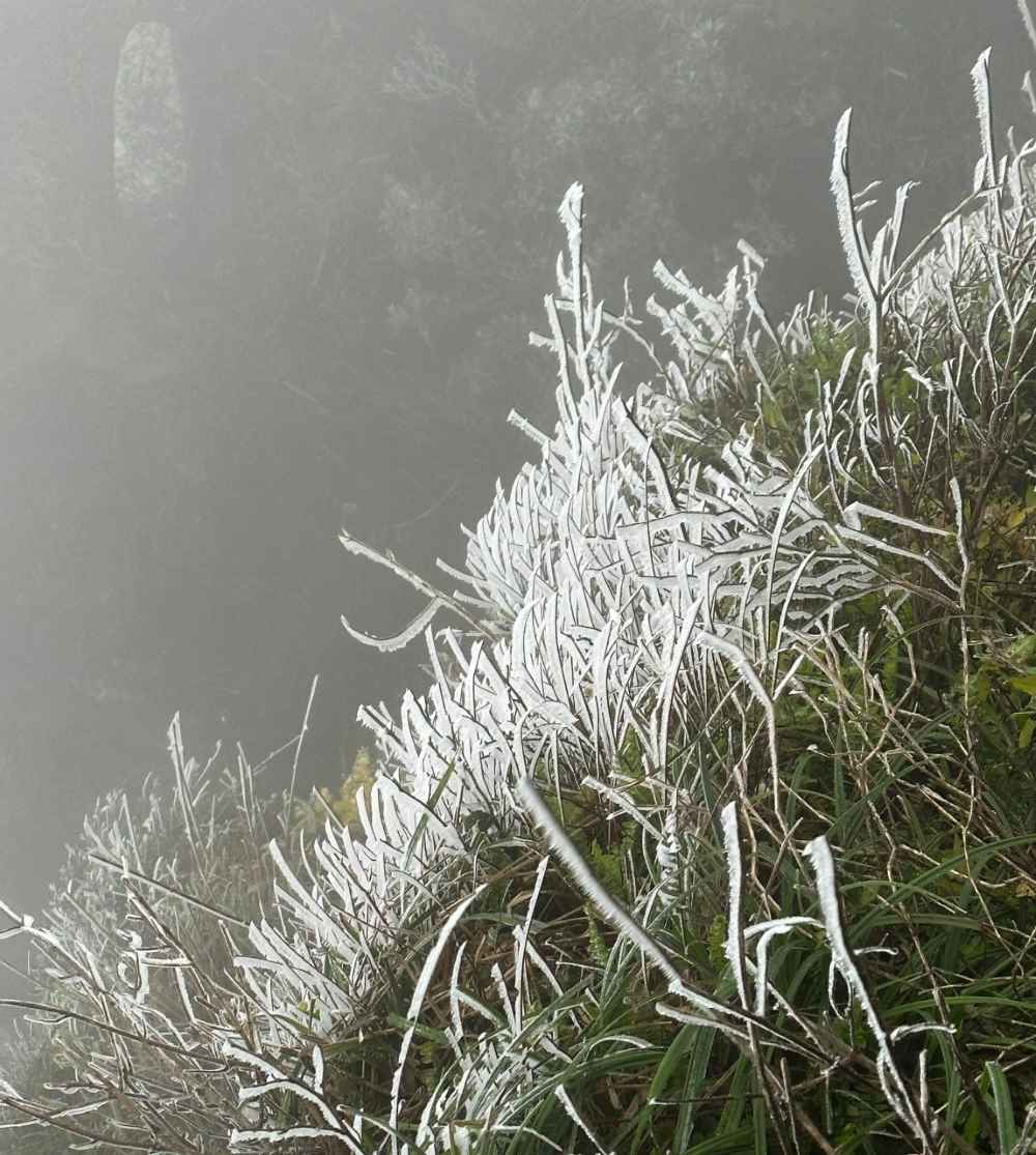 Băng tuyết trên cỏ cây trên non thiêng Yên Tử. Ảnh: Nguyễn Hùng