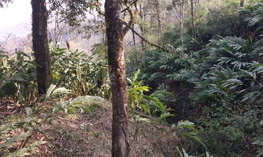 Tỉnh Lào Cai yêu cầu người dân không mở rộng diện tích thảo quả trong rừng tự nhiên, không trồng lại trên diện tích cũ. Ảnh: B.N