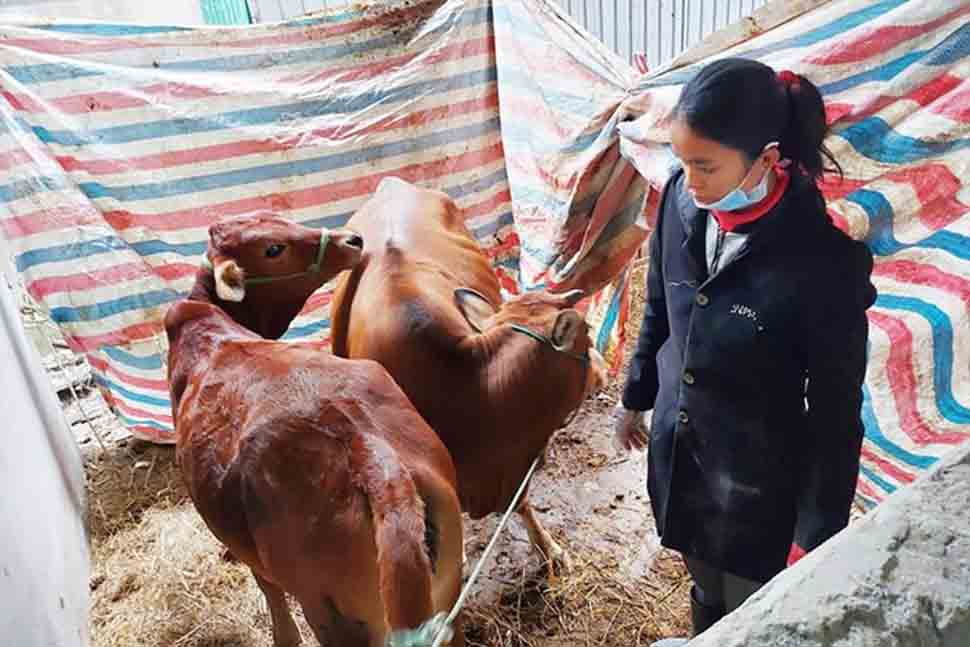 Rét đậm, rét hại, người chăn nuôi Hà Tĩnh chủ động chống rét cho đàn gia súc. Ảnh: Trần Tuấn