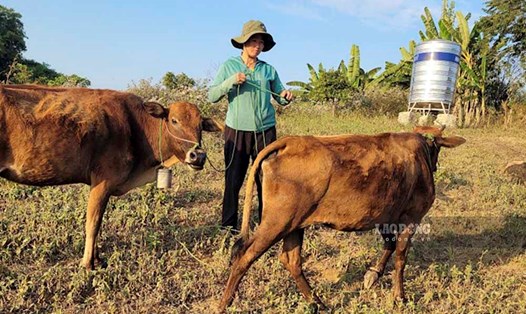 Liên quan đến vụ cấp bò giống gầy ốm, giá cao thuộc Chương trình mục tiêu quốc gia tại Điện Biên, chính quyền muốn thu lại nguồn dự án còn người dân thì không muốn trả lại bò. Ảnh: Thanh Bình