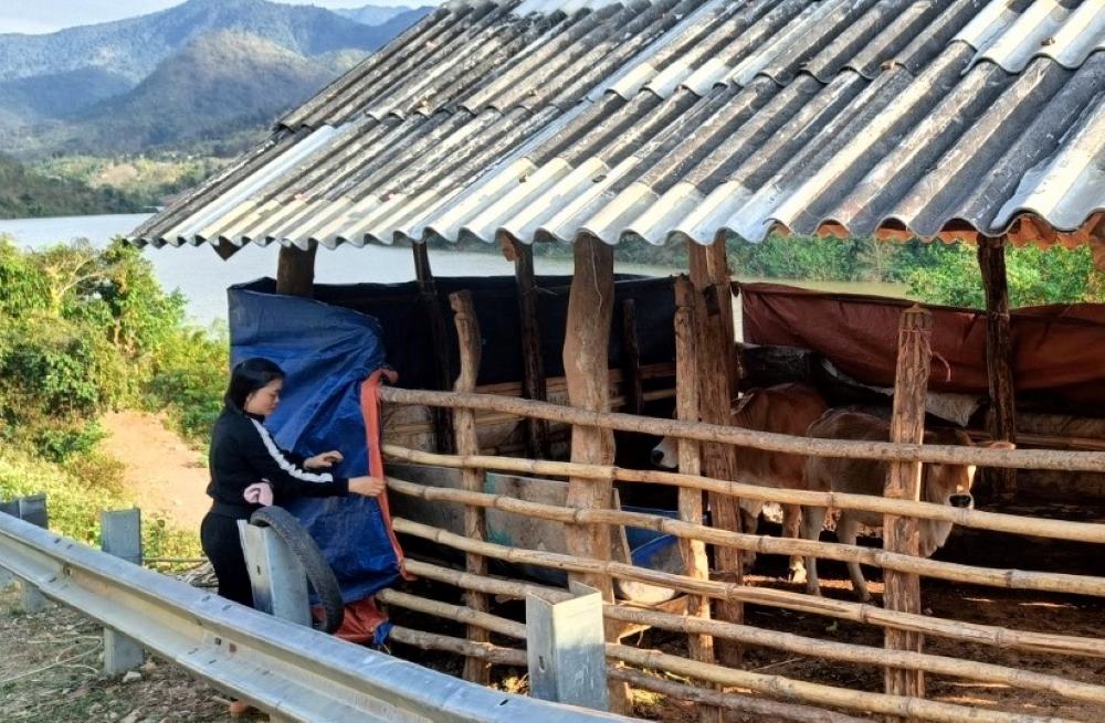 Người dân ở huyện Mường Lát (Thanh Hóa) che chắn chuồng trại, chống rét cho gia súc. Ảnh: Trần Lâm