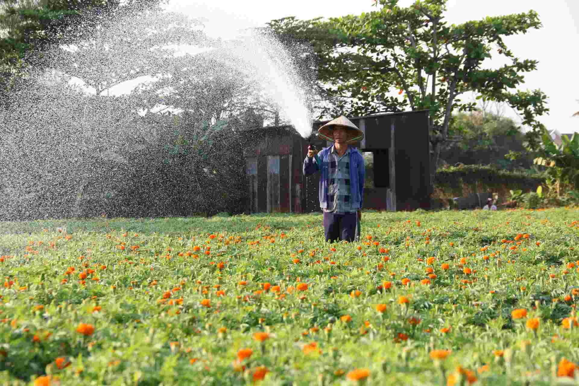 Ông Ôn Văn Dũng - 45 tuổi, ngụ phường Thái Hòa Tân Uyên cho biết trồng 30.000 cây thọ đất đã được 2,5 tháng.