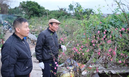 Khách hàng tham quan, chọn mua đào tại làng hoa Tiền Châu. Ảnh: Bảo Nguyên