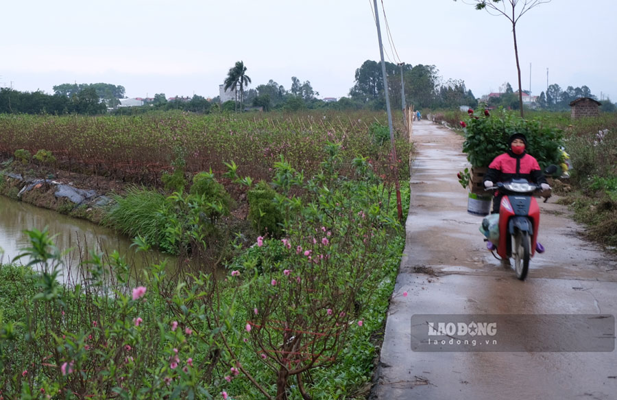 Sắc màu rực rỡ trên cánh đồng hoa làng Tiền Châu. Ảnh: Bảo Nguyên