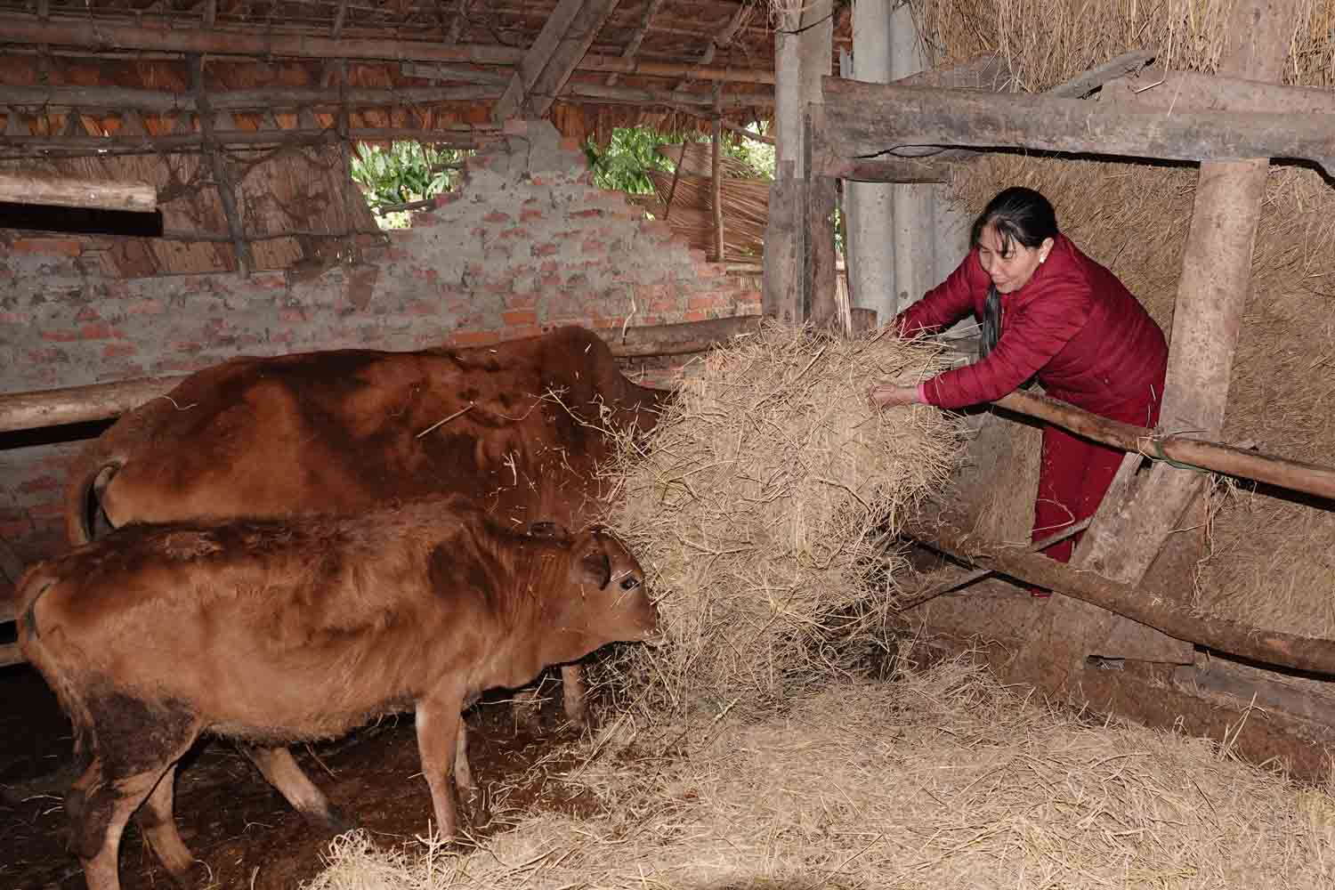 Bà Tuấn dùng rơm trải nền cho bò nằm để giữ ấm. Ảnh: Trần Tuấn.