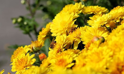 Hoa cúc là một trong những loại hoa được ưa chuộng vào dịp Tết. Ảnh: Pixabay