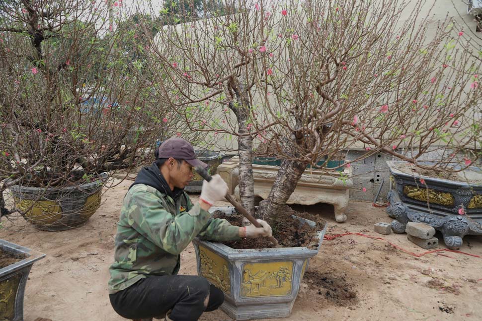 Đến xã Vân Tảo (huyện Thường Tín) vào những ngày này sẽ cảm nhận được sự hối hả, tất bật của những người dân trồng đào ở nơi đây. 