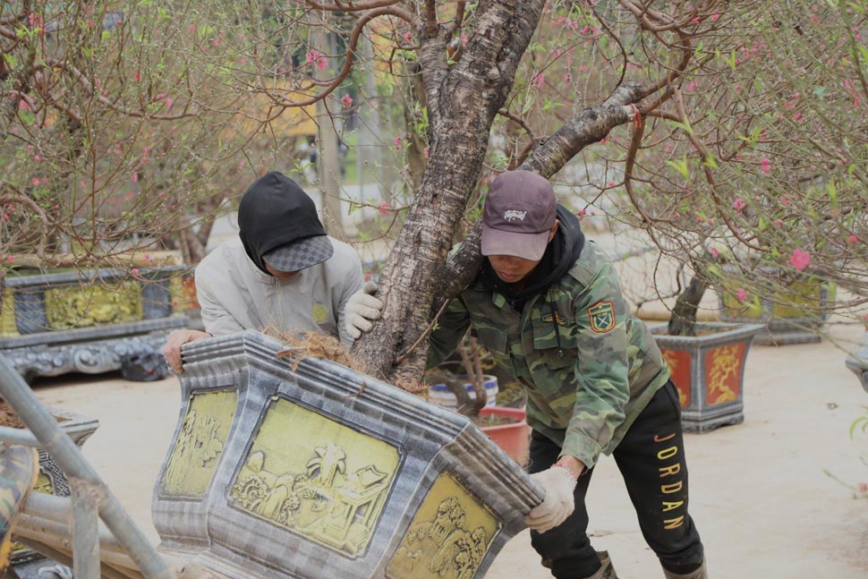 Làng đào Tết ven đô tất bật chuẩn bị vụ Tết Giáp Thìn 2024