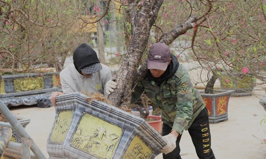 Làng đào Tết ven đô tất bật chuẩn bị vụ Tết Giáp Thìn 2024