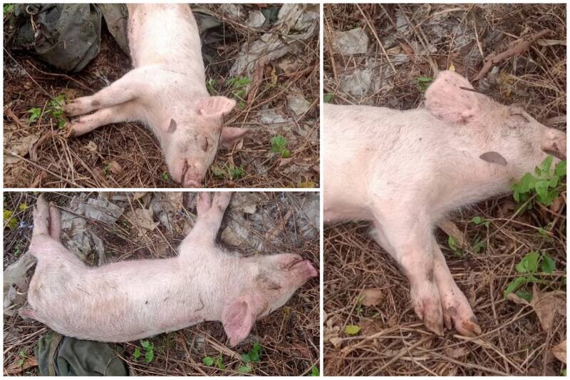 Nhiều lợn giống chết bị người dân vứt bừa bãi tiềm ẩn nguy cơ lây lan dịch. Ảnh: NDCC