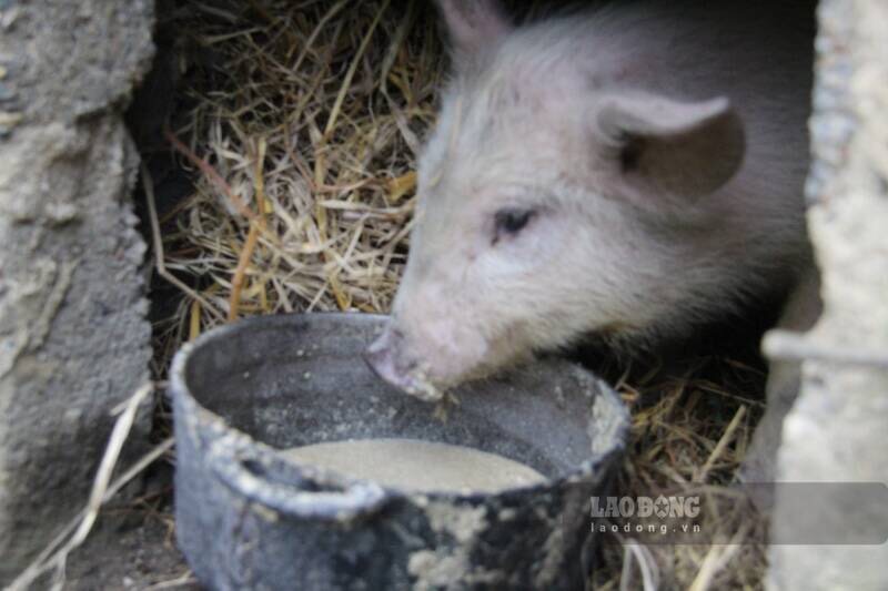 Nhiều lợn giống sau khi cấp cho người dân xuất hiện triệu chứng bất thường. Ảnh: Lam Thanh