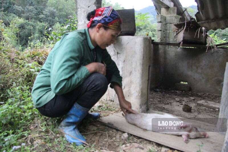 Chị Bàn Thị Sinh lo lắng khi lợn giống vừa được cấp vài ngày đã lăn ra chết. Ảnh: Lam Thanh