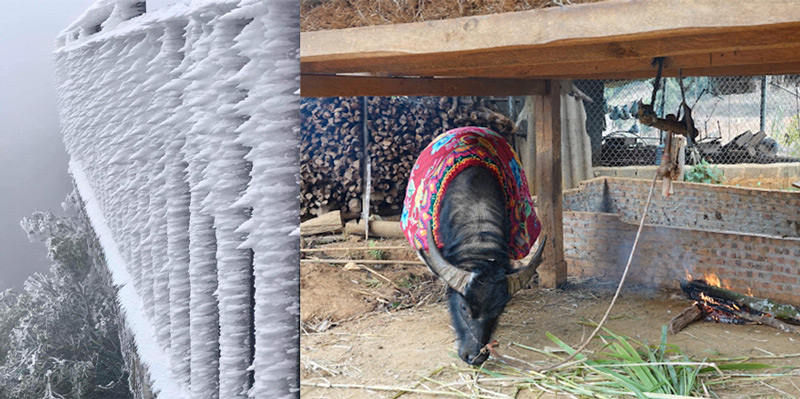 Vùng núi cao xuất hiện băng tuyết, người nông dân lại ngay ngáy nỗi lo mất "đầu cơ nghiệp". Ảnh: Tân Văn.
