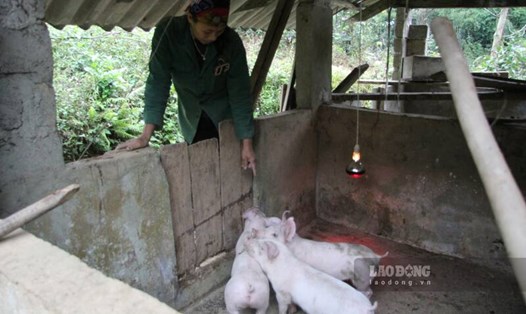 Lợn giống cấp cho người nghèo chết hàng loạt tại xã Cây Thị. Ảnh: Lam Thanh