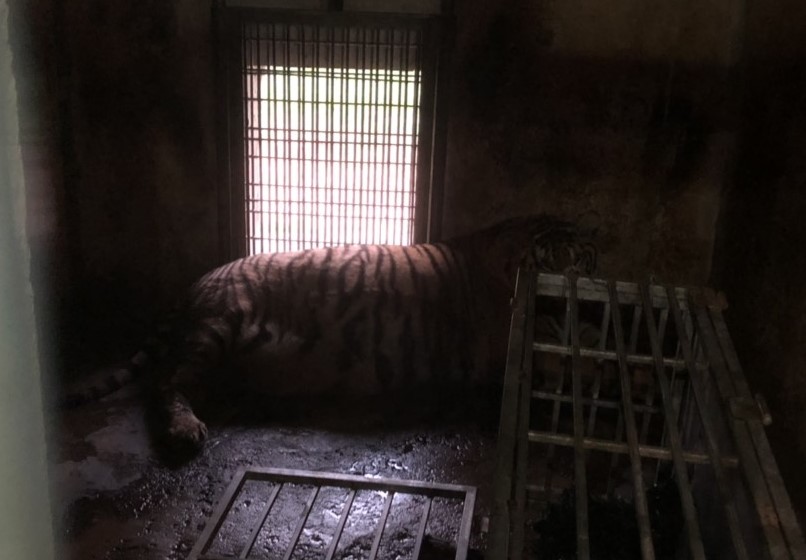 Cá thể hổ được gửi vào cơ sở bảo tồn đa dạng sinh học ở tỉnh Quảng Nam để chăm sóc. Ảnh: Công an huyện Đakrông. 