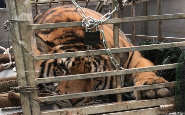 Cá thể hổ được lực lượng Công an huyện Đakrông phát hiện trên xe ôtô vận chuyển trái phép. Ảnh: Công an huyện Đakrông.