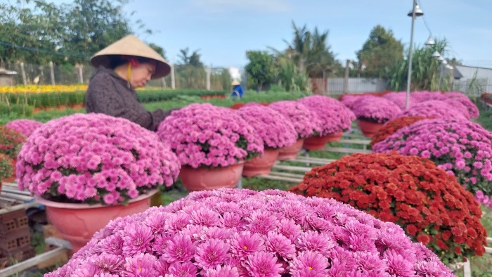 Chung nỗi lo lắng, bà Trần Thị Kim Nga (55 tuổi) cho hay, năm ngoái bà trồng 2.000 chậu, nhưng năm nay chỉ còn 1.000 chậu, phần lớn đã có thương lái đặt hàng.