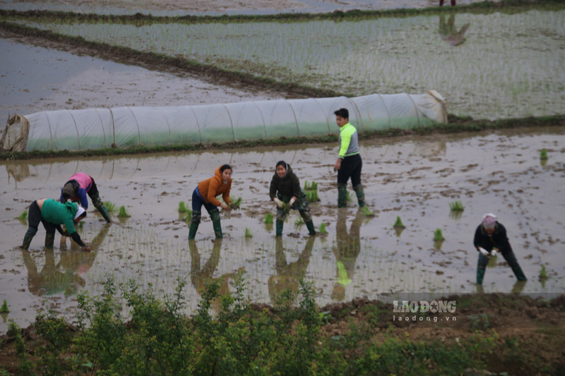 Trên khắp các cánh đồng ở TP Hòa Bình, đi đâu cũng dễ bắt gặp hình ảnh những người nông dân đang hăng hái xuống đồng để gieo cấy lúa xuân, mặc gió rét, mưa phùn. Ảnh: Đinh Đại 