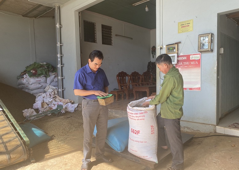 Người nông dân ở Đắk Lắk đóng bao cà phê bán cho đối tác thu mua. Ảnh: Bảo Trung 
