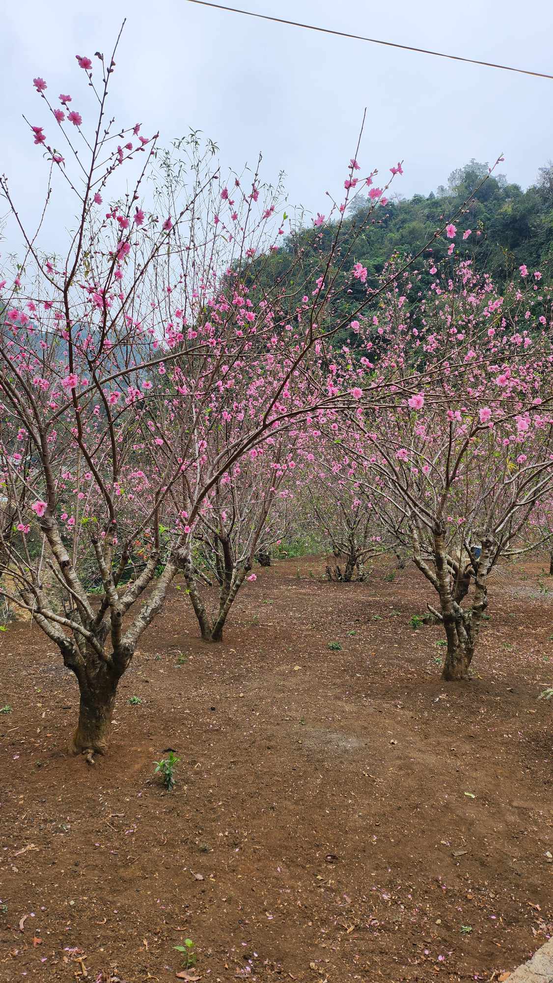 Bên cạnh hoa mơ, hoa mận, cao nguyên Mộc Châu cũng rực rỡ sắc đào. Ảnh: Hà Lê