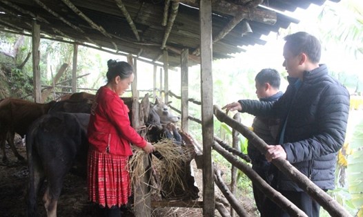Nông dân Sơn La tìm mọi cách giữ ấm cho trâu bò ngày rét. Ảnh: Trần Trọng