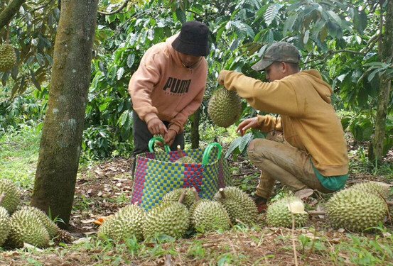 Việc cấp mã vùng trồng không chỉ giúp nông sản được nâng cao giá trị mà còn dễ dàng trong việc xuất khẩu. Ảnh: Đức Hùng