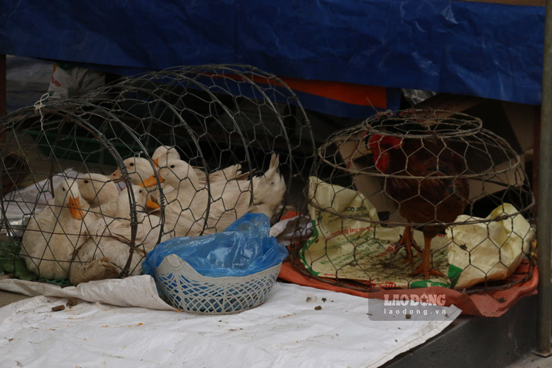 Những con gà, con vịt quen thuộc trong đời sống hàng ngày cũng được đem tới bán tại chợ. Ảnh: Đinh Đại