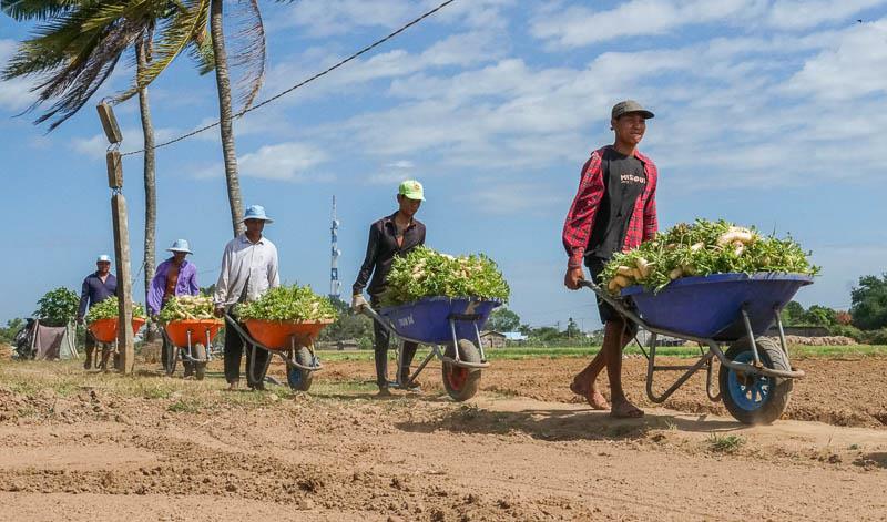 Vào mùa thu hoạch củ cải cũng đã giải quyết một lượng lớn lao động nhàn rỗi tại địa phương, với thu nhập 170.000 đồng/ngày.  