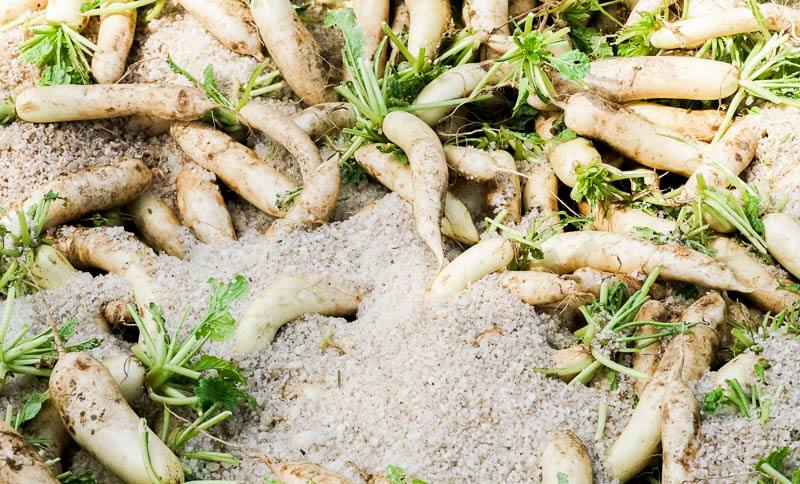 Củ cải muối chỉ đơn giản là củ cải trắng đem trộn với muối trong nhiều ngày. Cứ 1 tấn củ cải sẽ được ướp với 300kg muối. Sau đó ủ kín từ 5 - 6 ngày rồi đem ra phơi khô thì có thể tích trữ có thể sữ dụng trong thời gian dài.