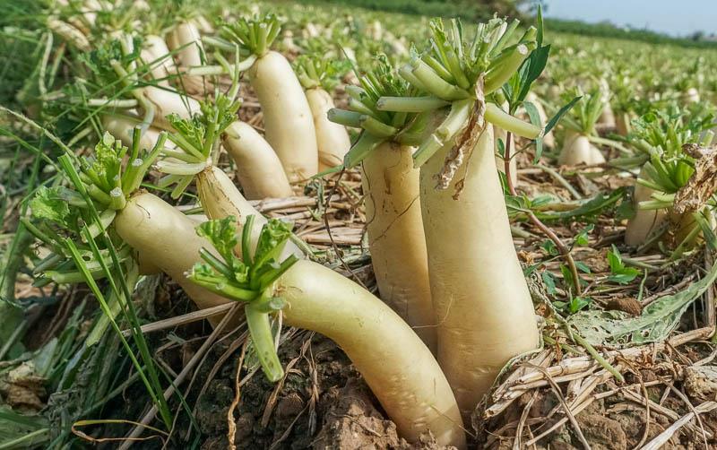 Trong vụ mùa 2023 - 2024, nông dân Vĩnh Châu (Sóc Trăng) trồng khoảng 1.000 ha của cải trắng, năng suất bình quân từ 8 - 10 tấn/ha.