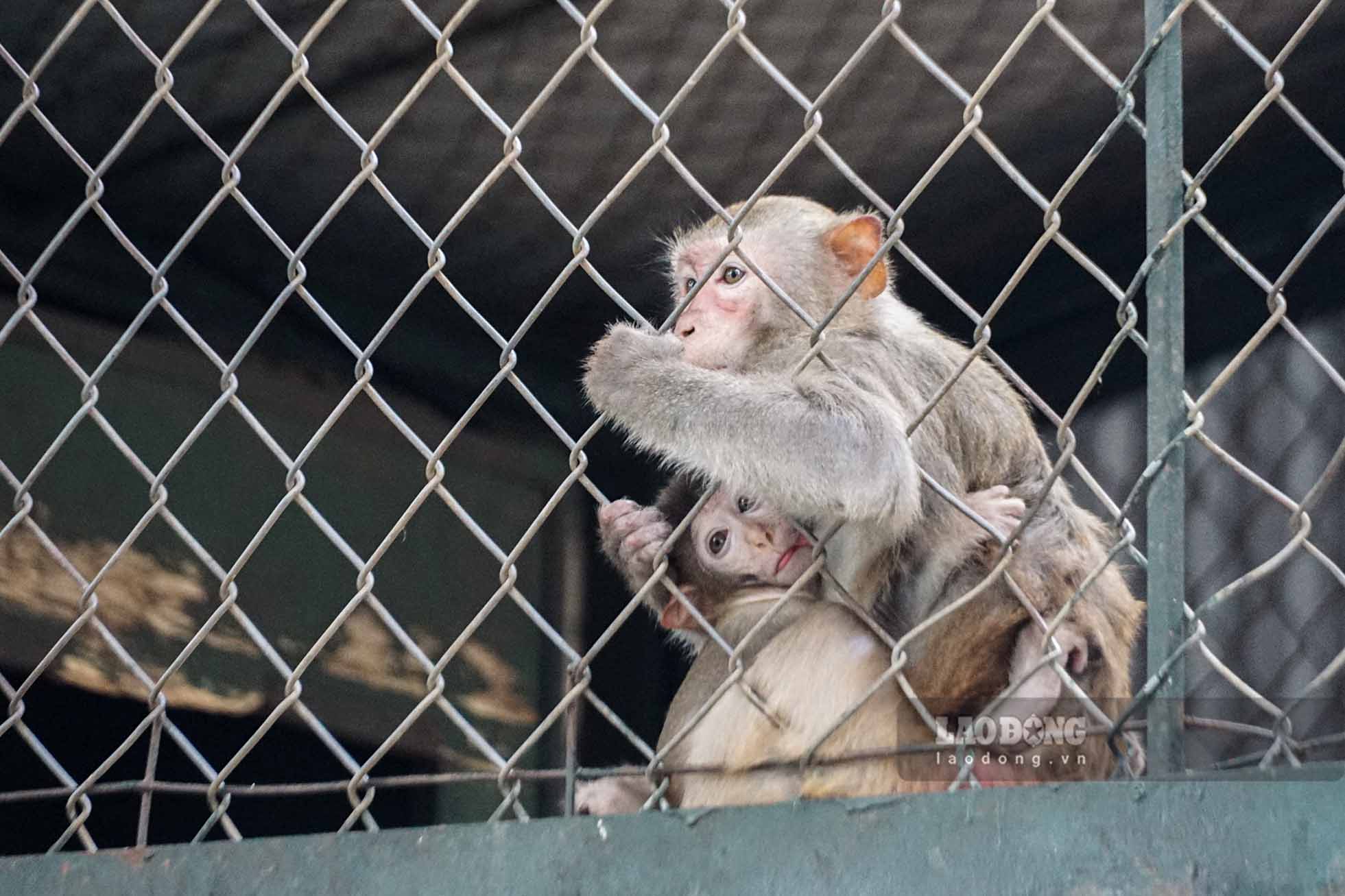 Tuy nhiên, với những chú khỉ con, tuổi đời ngắn chưa hoàn thiện các hệ thống miễn dịch và thể trạng sức khỏe chưa cao đều phải nép vào lòng khỉ mẹ giữ ấm.