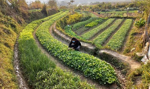 Nhiều địa phương tại tỉnh Lạng Sơn để xảy ra tình trạng lạm thu tiền thuế sử dụng đất nông nghiệp. Ảnh minh họa: Langson.gov.vn